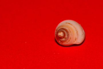 Seashell on red background