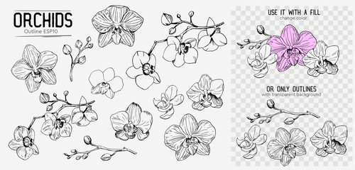 Orchids sketch. Hand drawn outline converted to vector. Isolated