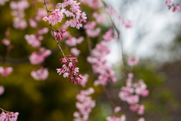 Cherry blossom in spring for background or copy space for text