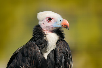 White-headed vulture, Trigonoceps occipitalis, detail head portrait of bird,  sitting on the tree branch with blue sky. Wildlife scene from nature, South Africa. Vulture in the habitat, sunny day.