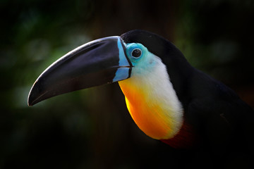 Channel-billed toucan, Ramphastos vitellinus, sitting on the branch in tropical green jungle, Brazil. Detail portrait of toucan. Tropic bird hidden in the forest habitat. Big toucan beak in nature. © ondrejprosicky