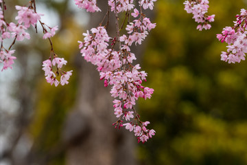 Cherry blossom in spring for background or copy space for text