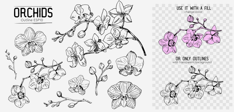 Orchid flower drawing illustration. - Stock Illustration [40122482] - PIXTA