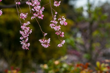 Cherry blossom in spring for background or copy space for text