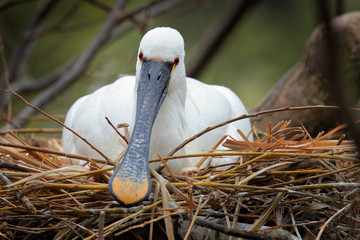 Bird spring behaviour in the nest. Eurasian Spoonbill, Platalea leucorodia, sitting on the nest, detail portrait of bird with long flat bill. Wildlife scene from nature, Camargue, France, Europe.