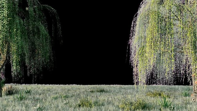 Branches with green leaves of weeping willow and leaves fluttering in the wind with alpha channel. Looped realistic 3D animation.