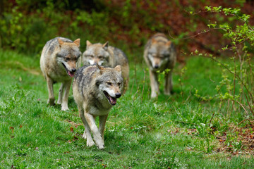 Wolf packs in forest. Gray wolf, Canis lupus, in the spring light, in the forest with green leaves....