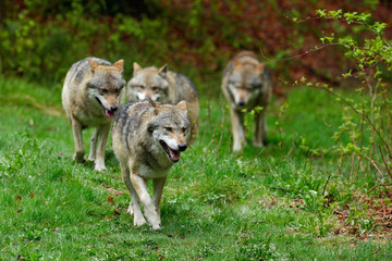 Wolf packs in forest. Gray wolf, Canis lupus, in the spring light, in the forest with green leaves. Wolf in the nature habitat. Wild animal in the orange leaves on the ground, Germany. - Powered by Adobe