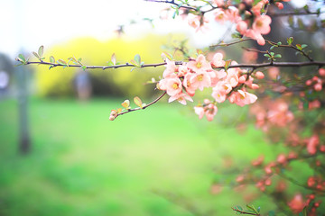 tender spring flowers background / beautiful picture of flowering branches