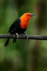 Scarlet-headed Blackbird, Amblyramphus holosericeus, black bird with orange red head in the tropic jungle forest. Blackbird sitting on the tree with green forest background, Argentina, South America.