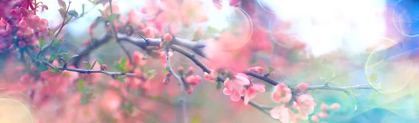 Poster magnolia blossom spring garden / beautiful flowers, spring background pink flowers © kichigin19