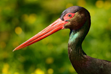 Detail of black stork. Wildlife scene from nature. Bird Black Stork with red bill, Ciconia nigra, sitting on the nest in the forest. Black and white bird with red bill.
