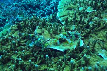 underwater scene / coral reef, world ocean wildlife landscape