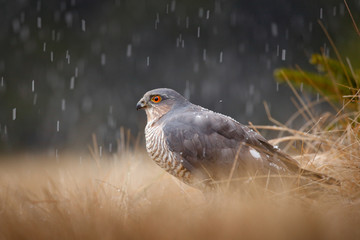 Eurasian sparrowhawk, Accipiter nisus, sitting on spruce tree during heavy rain in the forest. Bird in the green habitat. Sparrowhawk in the rainy wood in the nature, Slovakia, Europe wildlife.