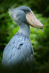 Shoebill, Balaeniceps rex, portrait of big beaked bird, Uganda. Detail wildlife scene from Central Africa. Rare bird in the green grass forest. Birdwatching in Africa. Lake in dark forest.