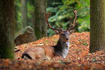 Majestic powerful adult Fallow Deer, Dama dama, on the gree grassy meadow with forest, Czech Republic, Europe. Wildlife scene from nature, Europe. tseason in the habitat, animal behaviour.