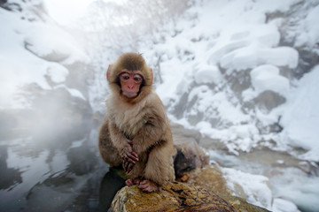 Monkey Japanese macaque, Macaca fuscata, red face portrait in the cold water with fog, animal in the nature habitat, Hokkaido, Japan. Wide angle lens photo with nature habitat.