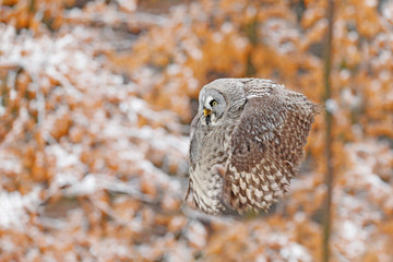 Bird in flight. Great Grey Owl, Strix nebulosa, flying in the forest, blurred autumn trees with first snow in background. Wildlife animal scene from nature. Owl from Sweden autumn forest