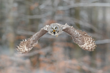 Bird in flight. Great Grey Owl, Strix nebulosa, flying in the forest, blurred autumn trees with first snow in background. Wildlife animal scene from nature. Owl from Sweden autumn forest,