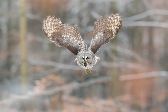 Bird in flight. Great Grey Owl, Strix nebulos