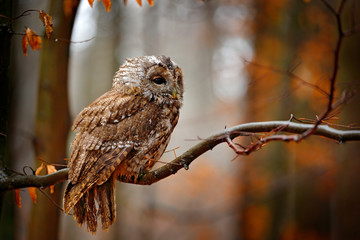 Autum wildlife in the forrest. Tawny owl hidden in the fall wood, sitting on tree trunk in the dark...