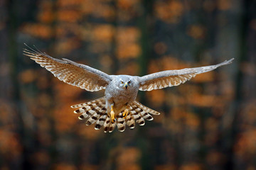 Goshawk flying, bird of prey with open wings with evening sun back light, nature forest habitat, Germany. Wildlife scene from autumn nature. Bird fly landing pn tree trunk in orange vegetation.