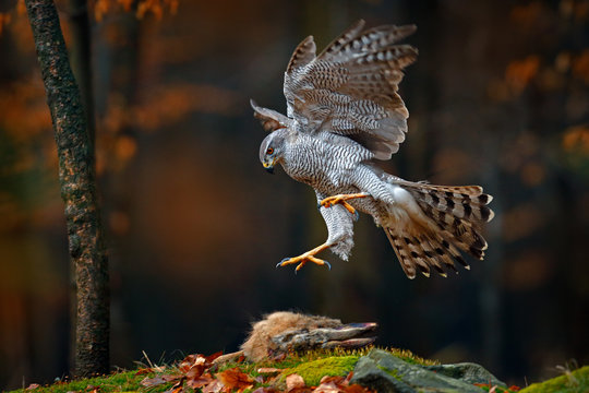Goshawk flying, bird of prey with open wings with evening sun back light, nature forest habitat, Germany. Wildlife scene from autumn nature. Bird fly landing pn tree trunk in orange vegetation.