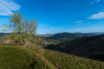 Naklejka premium View of the terraced vineyards in the Douro Valley near the village of Pinhao, Portugal; Concept for travel in Portugal and most beautiful places in Portugal