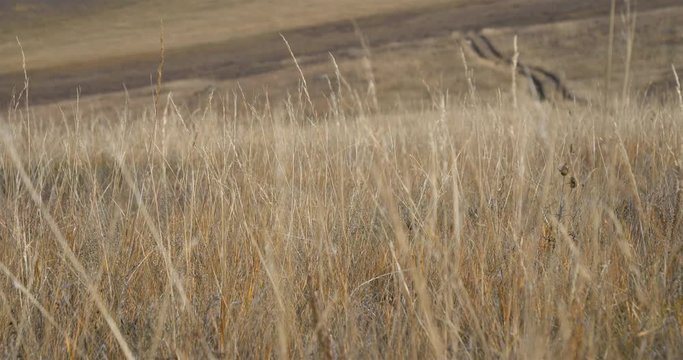 Grass swaying in the wind in Olkhon island, Irkutsk Russia