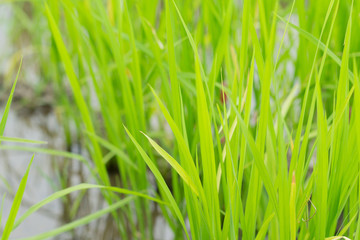 green rice field grow in paddy farm in rainy season