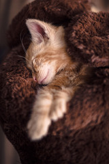 An orange young playful indoor cat that likes to sleep.