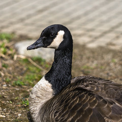 Portrait of canadian goose with white and black head and neck. 