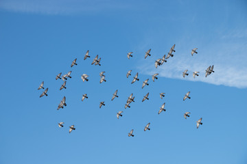 flock of flying birds
