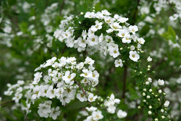 beautiful white flowers in early spring on a green bush close up