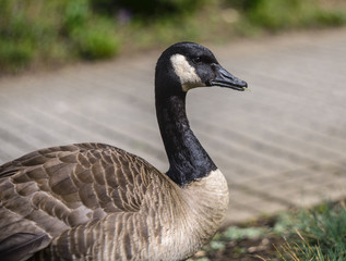 Portrait of canadian goose with white and black head and neck. 