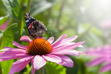 Echinacea purpure with butterfly and warn sunlight