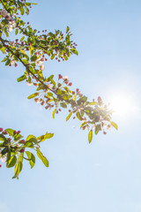 Flowers - blue sky and sunny day 