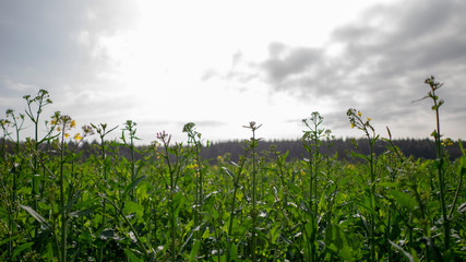 Field and Sky