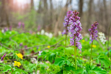 Fototapeta premium Close-up of flowers in the forest in a clearing.
