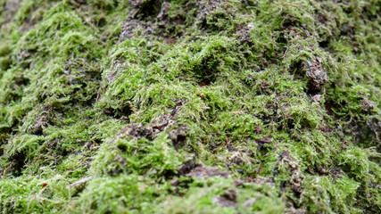 Moss on a tree, Tree Moss