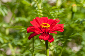 Zinnia elegans, known as youth-and-age, common zinnia or elegant zinnia, an annual flowering plant of the genus Zinnia, is one of the best known zinnias. 