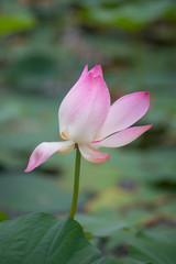 Fototapeta premium A pink lotus flower. Soft focus. Blurred background