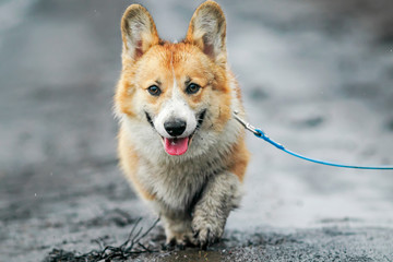 cute funny puppy Corgi walks on a leash on a dirty black wet spring off-road , staining his paws...