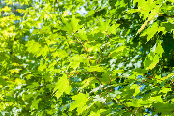 Fototapeta na wymiar Green maple leaves