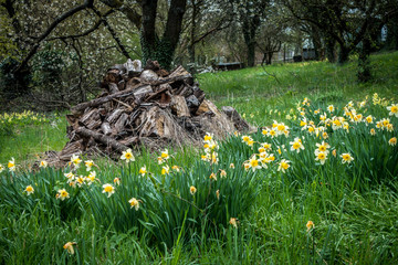 Brennholz Haufen auf Wiese © focus finder