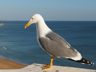 A seagull stands in front of blue background