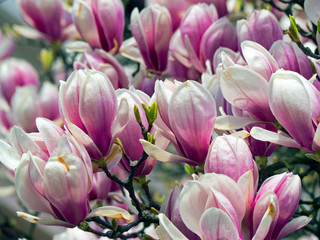 Fototapeta na wymiar magnolia, type species magnolia virginiana