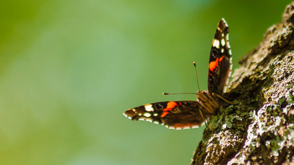 Vanessa cardui is a well-known colorful butterfly, known as the painted lady, or in North America...