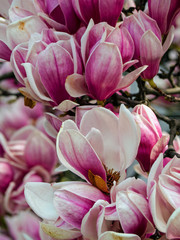 magnolia, type species magnolia virginiana