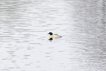 Common merganser